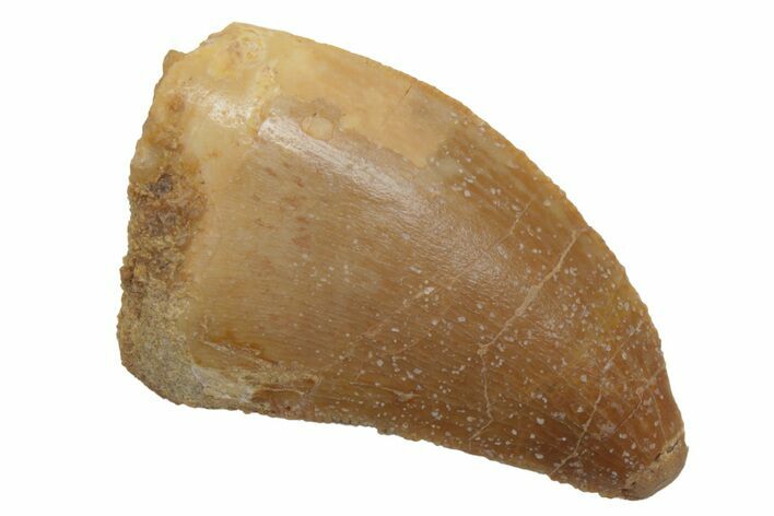 Fossil Carcharodontosaurus Tooth - Real Dinosaur Tooth #212492